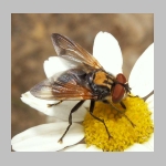 Phasia aurigera - Raupenfliege m01.jpg